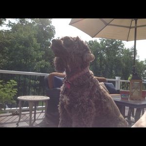 Meet your Posher, Arlene